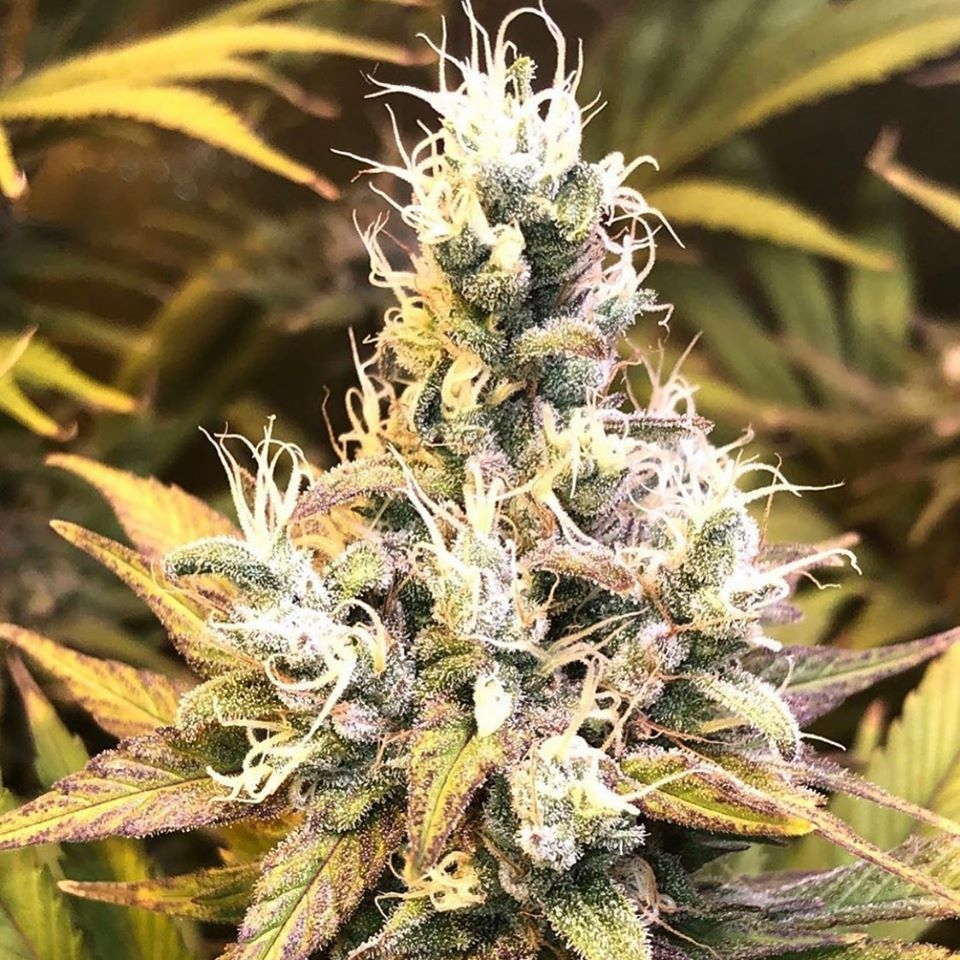 Grapefruit Diesel Strain Info / Grapefruit Diesel Weed By Pheno Finder