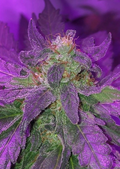 Purple Strawberry Bliss / Pheno Finder Seeds strain info GrowDiaries