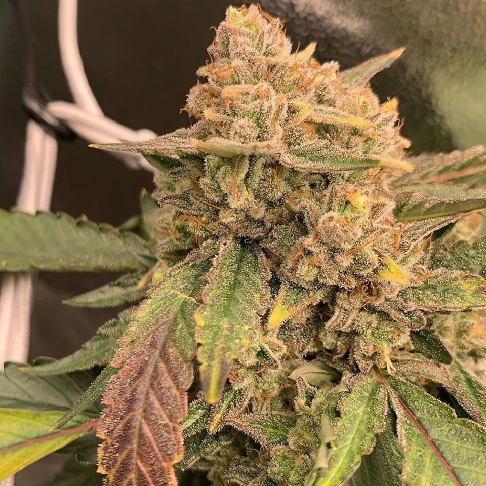 Wedding Cake Strain Info / Wedding Cake Weed By Pheno Finder Seeds