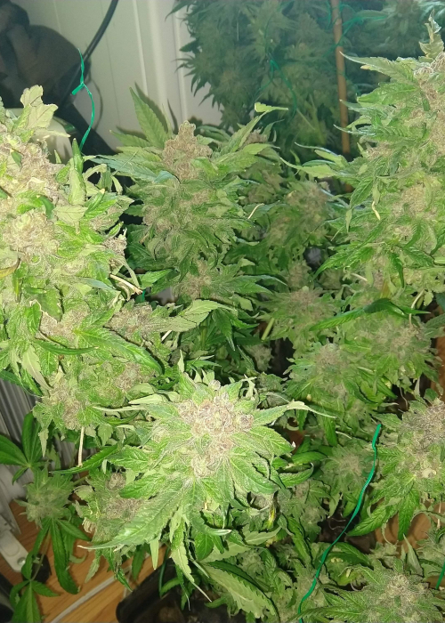 Pheno Finder Seeds strains rating GrowDiaries