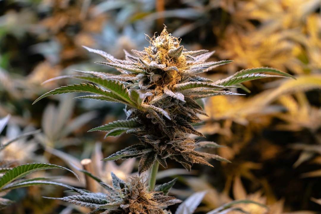 Strawberry Short Cookies Strain Info / Strawberry Short Cookies Weed By