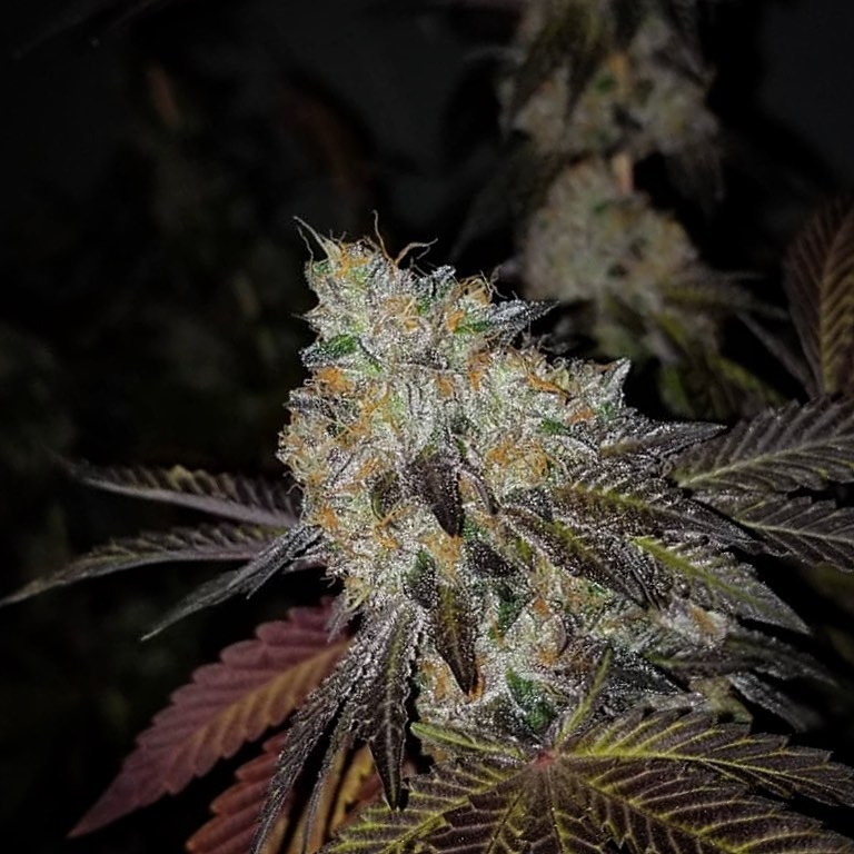 SinMint Sorbet Strain Info / SinMint Sorbet Weed By SinCity Seeds
