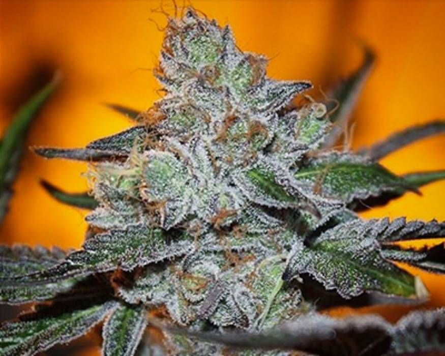 Grape Mints Strain Info / Grape Mints Weed By SinCity Seeds GrowDiaries
