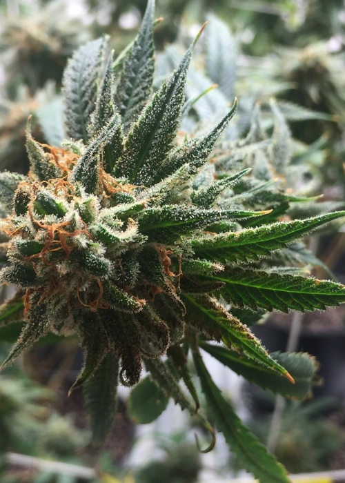 Tangerine Power Strain Info / Tangerine Power Weed By SinCity Seeds