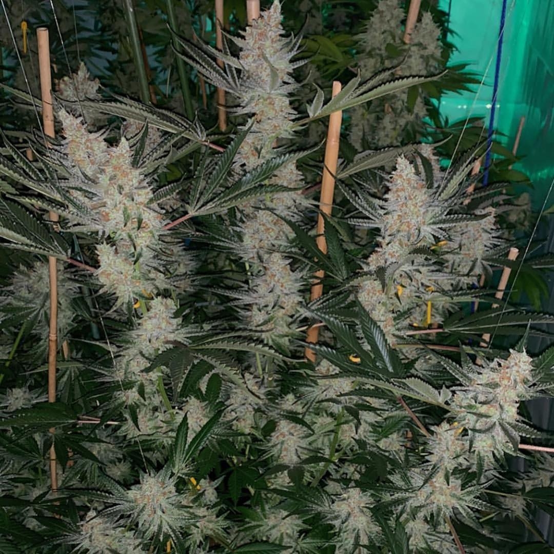Tangerine SinMint Strain Info / Tangerine SinMint Weed By SinCity Seeds