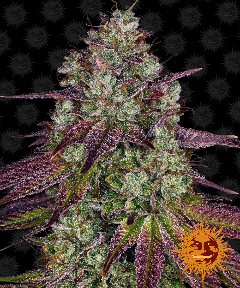 Mimosa Evo Barney S Farm Strain Info Growdiaries