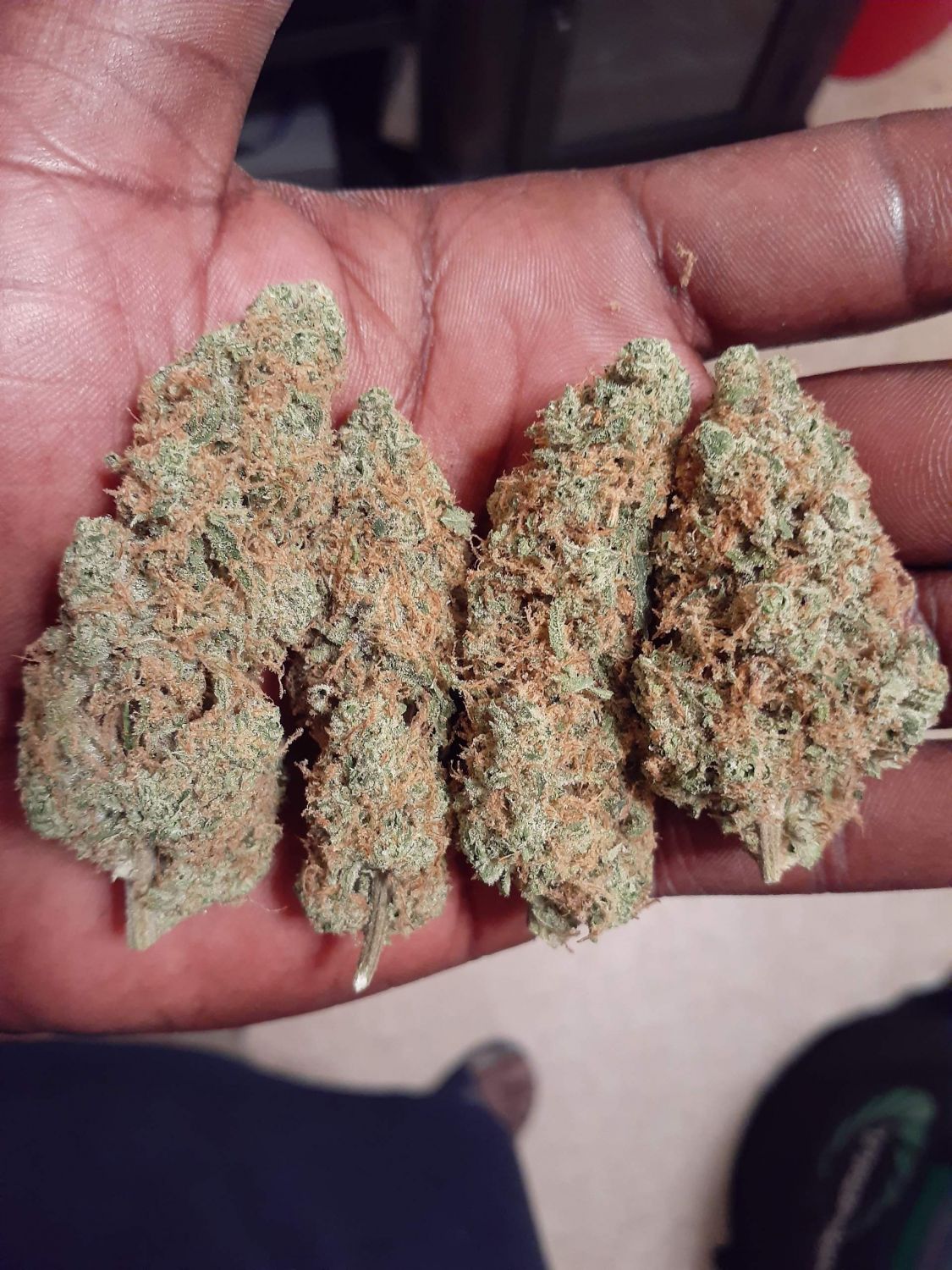 ICE Strain Info / ICE Weed By Nirvana GrowDiaries