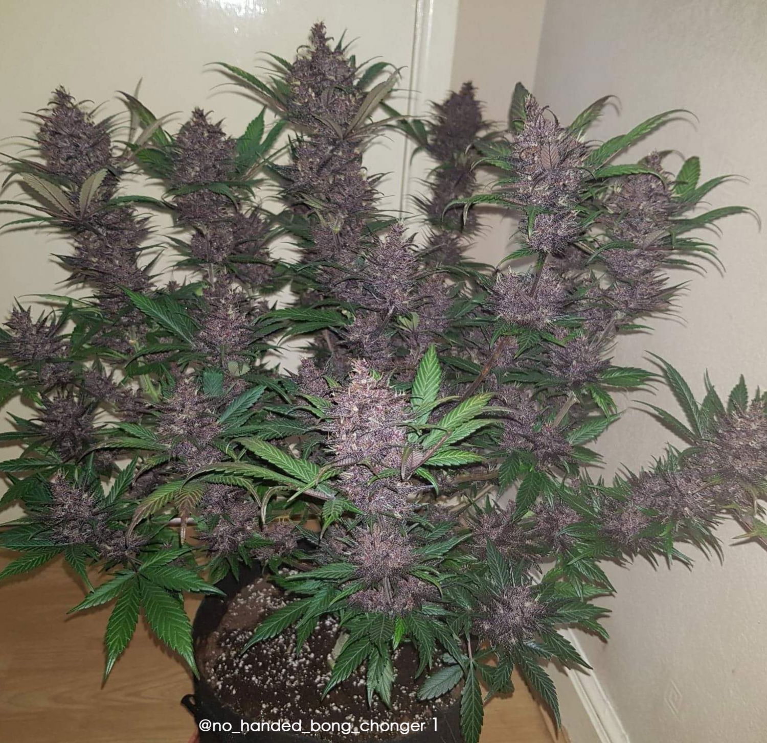 Auto Blackberry Moonrocks Strain Info / Auto Blackberry Moonrocks Weed