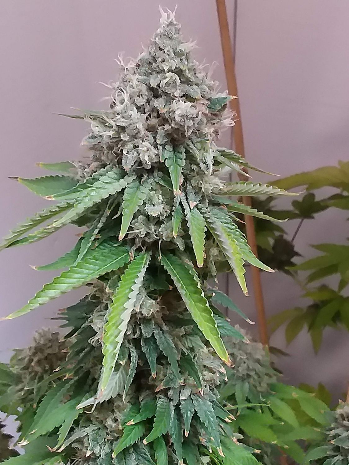 gorilla glue 4 cannabis