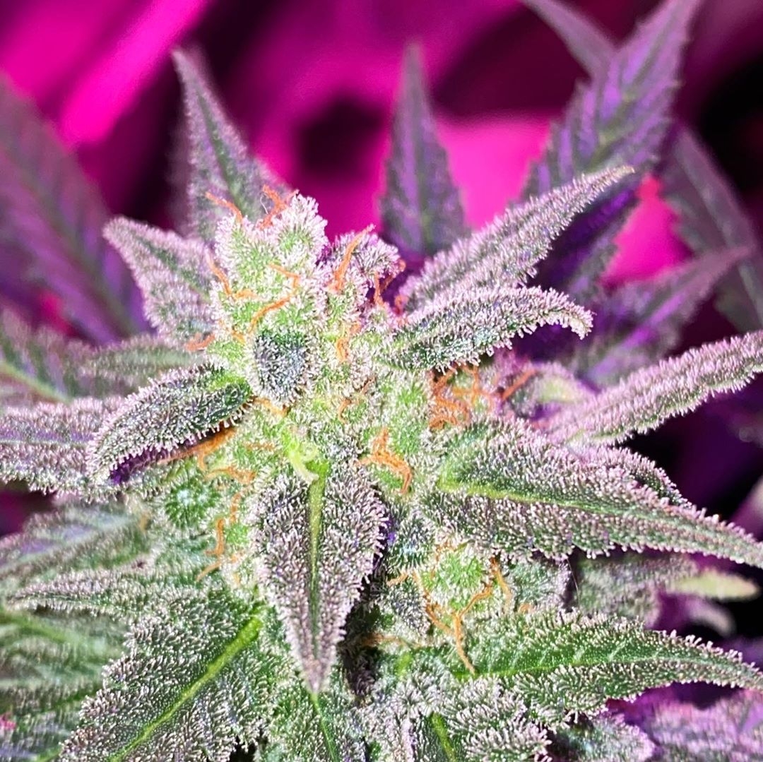 Girl Scout Cookies Strain Info / Girl Scout Cookies Weed By Dr. Seeds GrowDiaries