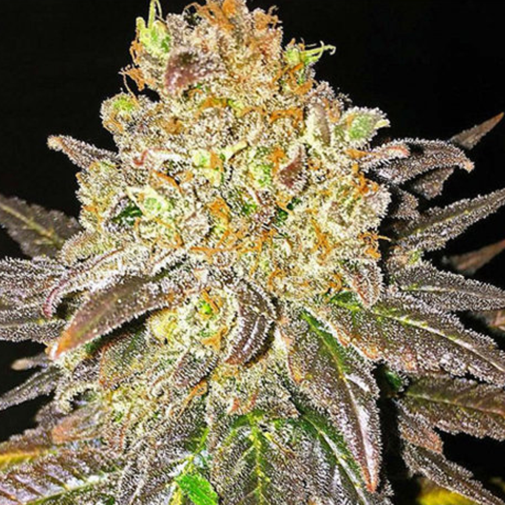 Oregon Peach Strain Info / Oregon Peach Weed By Dr. Seeds GrowDiaries