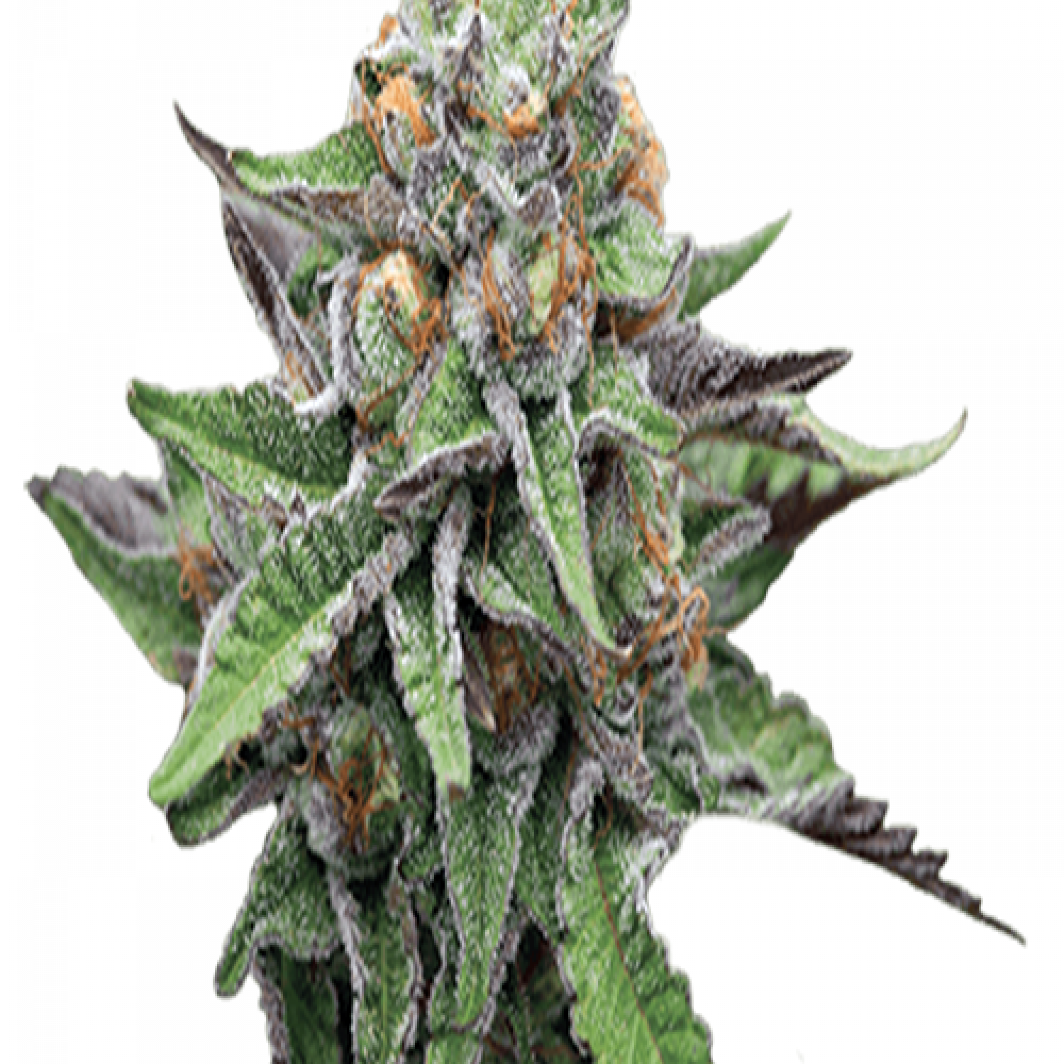King Gelato Strain Allbud - 3bjjvd4