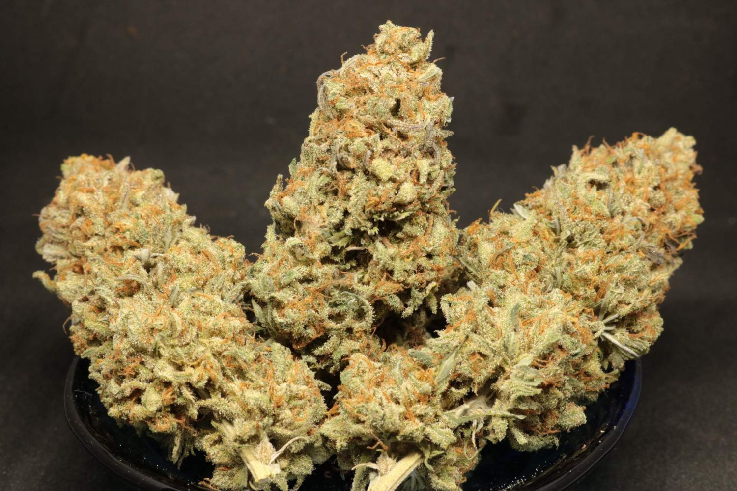 ZkittleZ Glue Strain Info / ZkittleZ Glue Weed By Expert Seeds