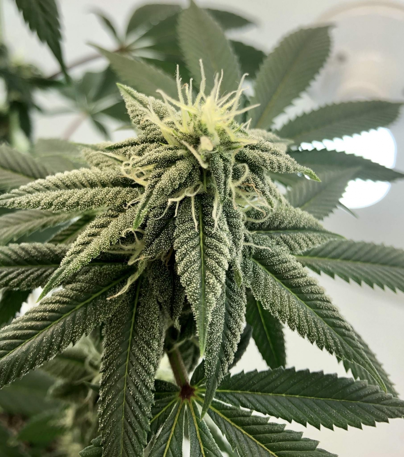 Purple Cake Green Point Seeds Strain Info Growdiaries