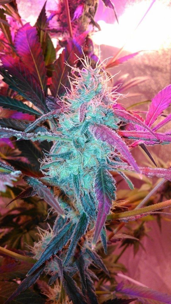 Purple Haze Strain Info Purple Haze Weed By G13 Labs Growdiaries