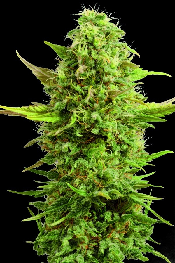 Royal Kush / G13 Labs strain info GrowDiaries