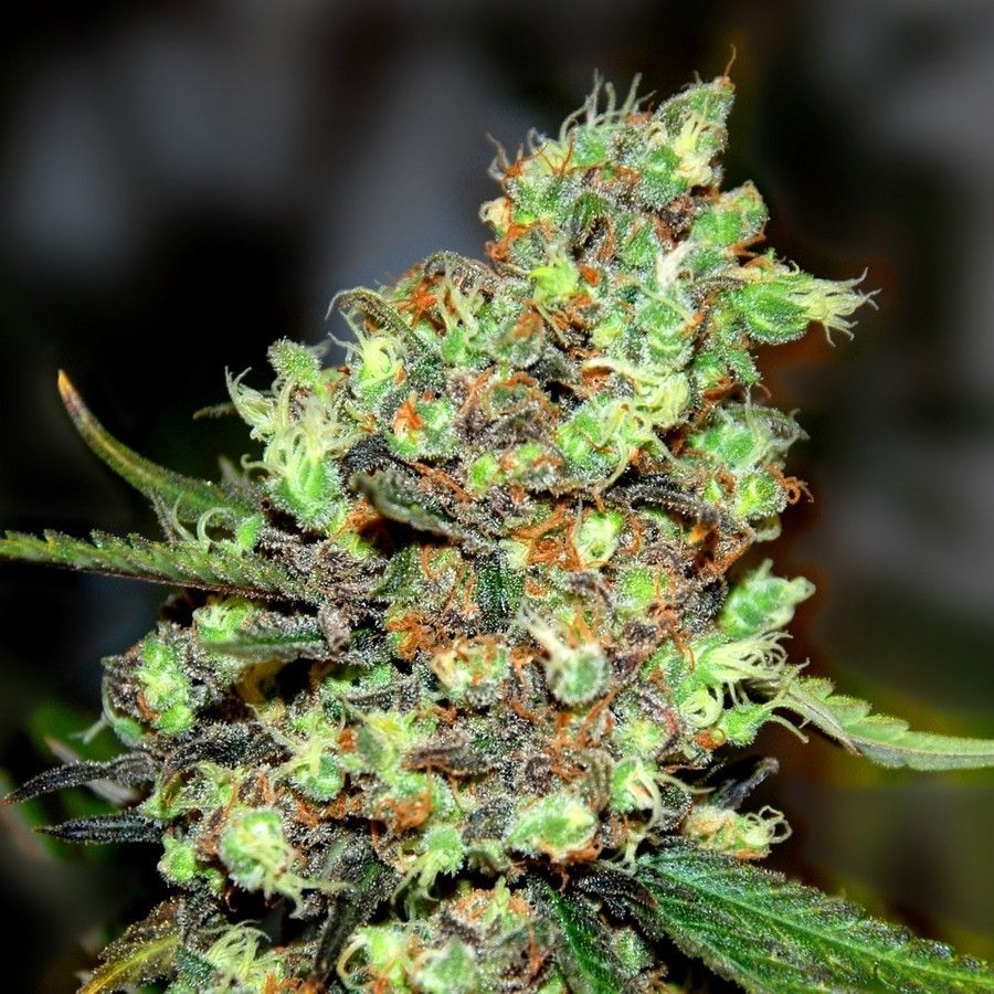 A picture of the old school cannabis strain Skunk #1