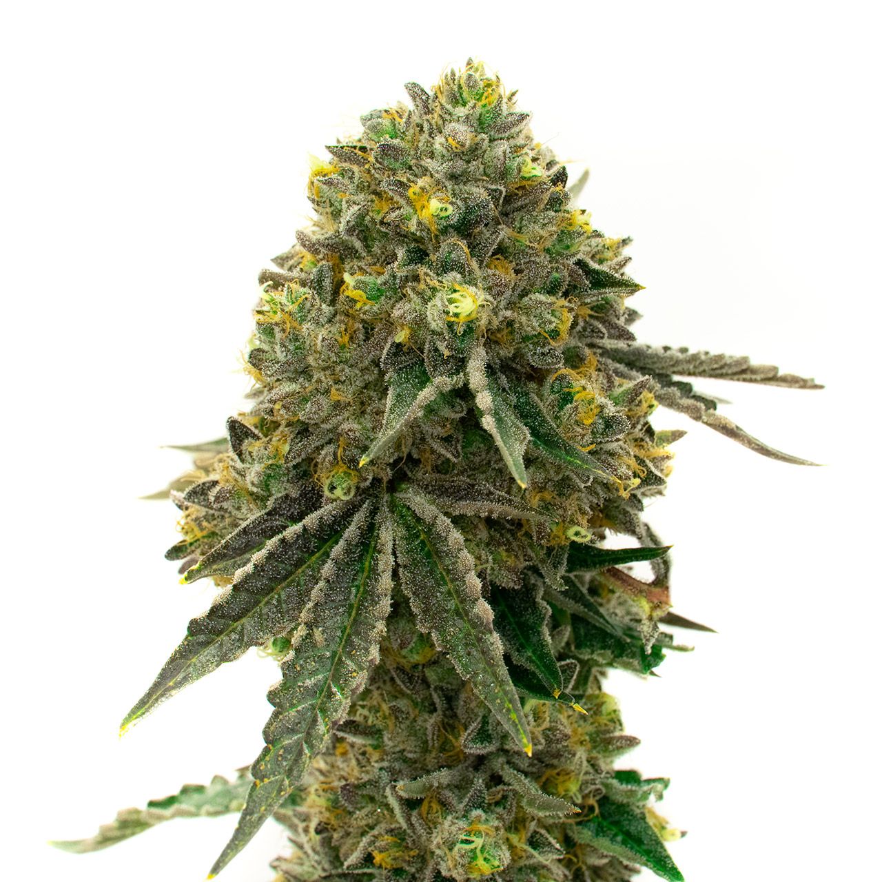 Critical x AK47 Auto Strain Info / Critical x AK47 Auto Weed By