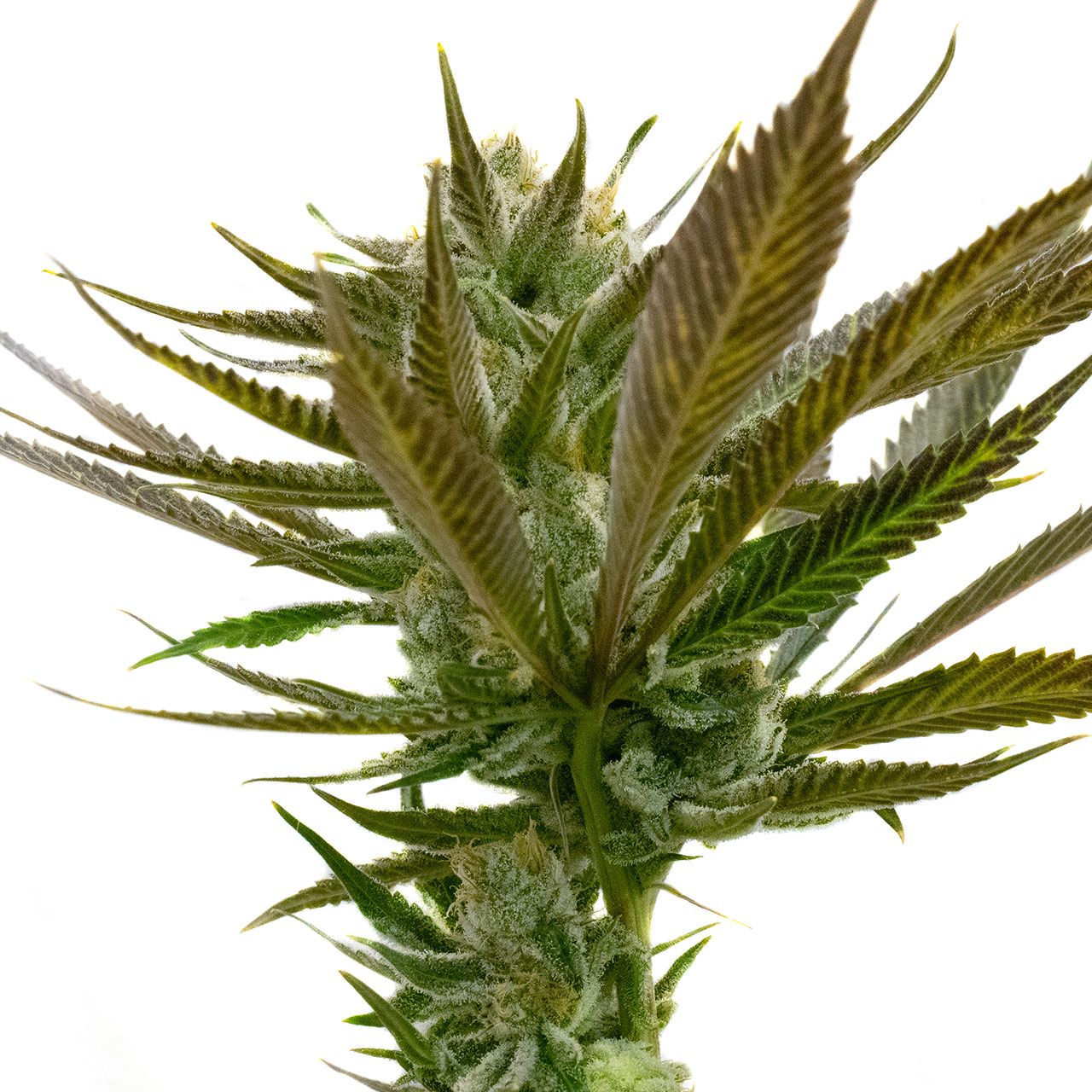 Candy Punch Regular Strain Info / Candy Punch Regular Weed By Homegrown