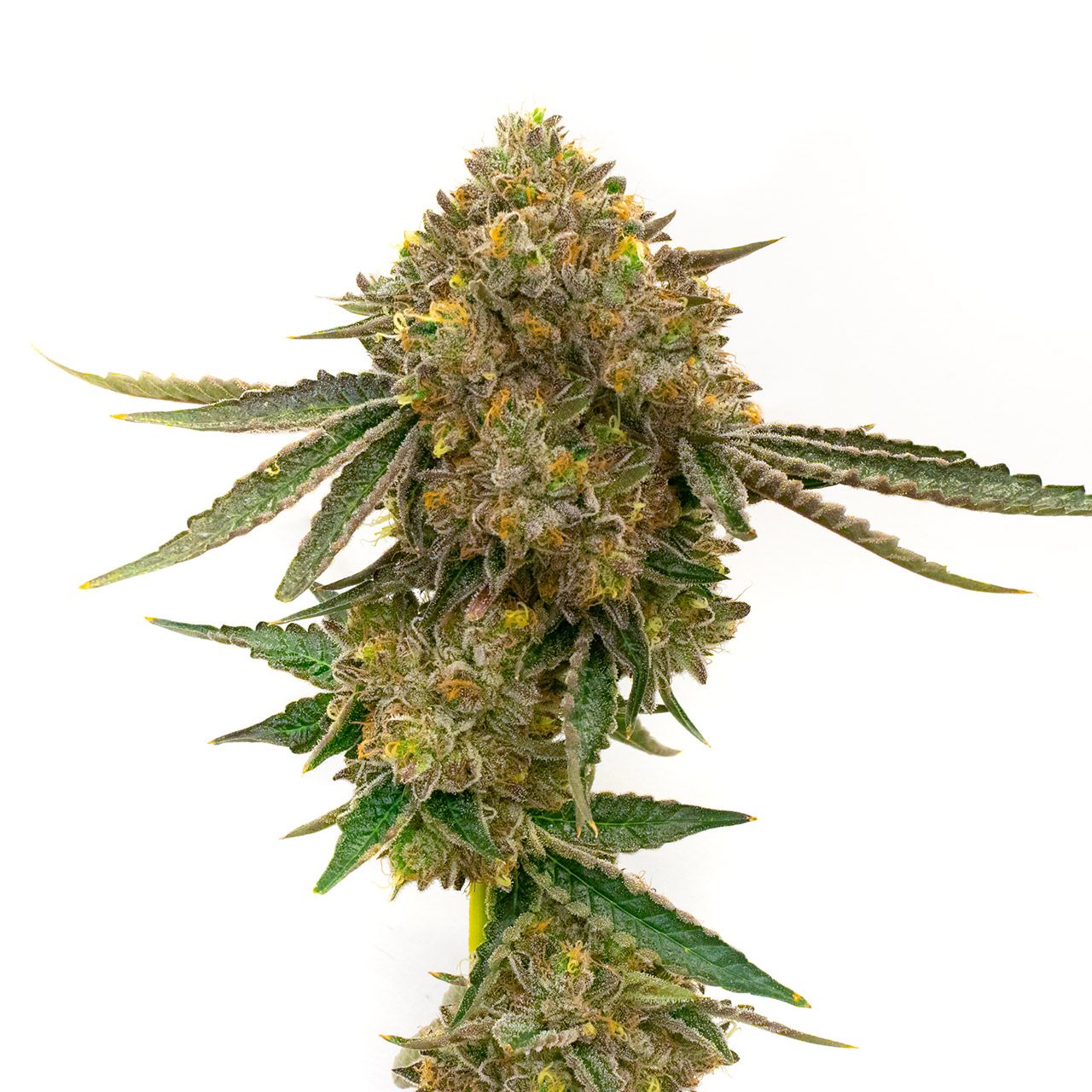 Durban Poison Strain Info / Durban Poison Weed By Homegrown Cannabis Co GrowDiaries