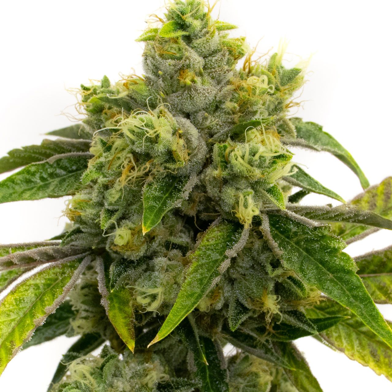 Learn All About AK-47, A True Classic Cannabis Strain - RQS Blog