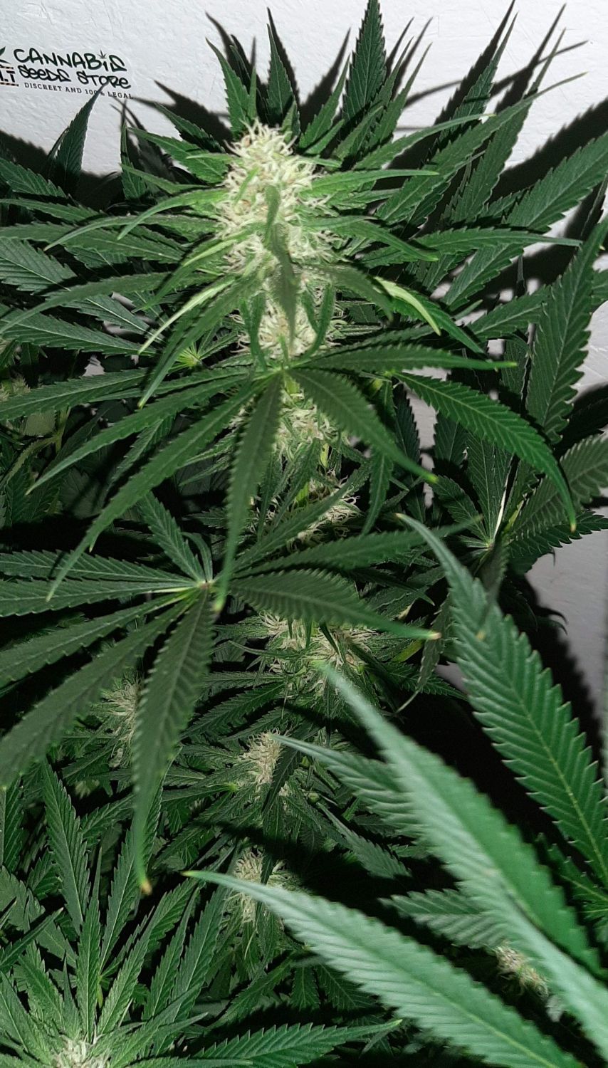 Pebbles Strain Info / Pebbles Weed By Monster GrowDiaries