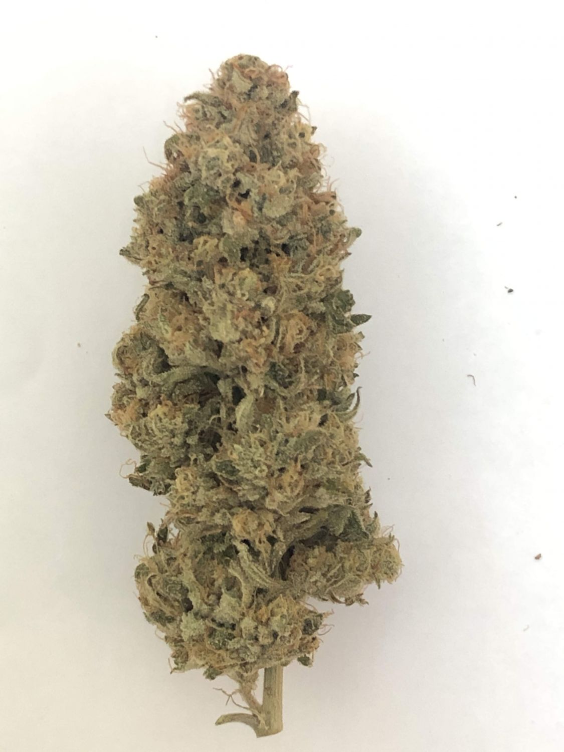 Banana Kush Strain Info / Banana Kush Weed By ILGM GrowDiaries