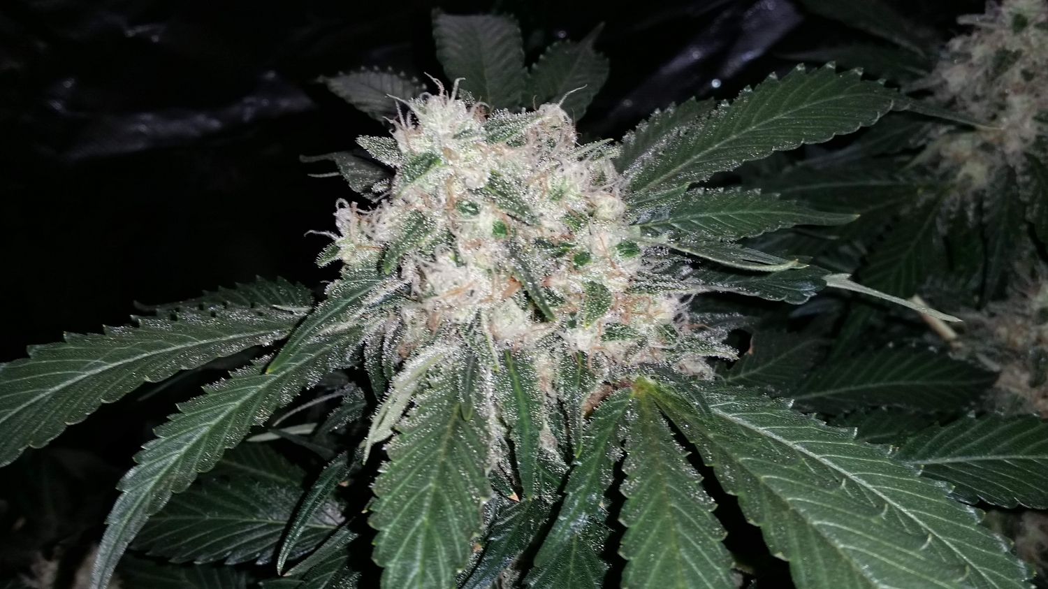 bubba-kush-strain-info-bubba-kush-weed-by-ilgm-growdiaries