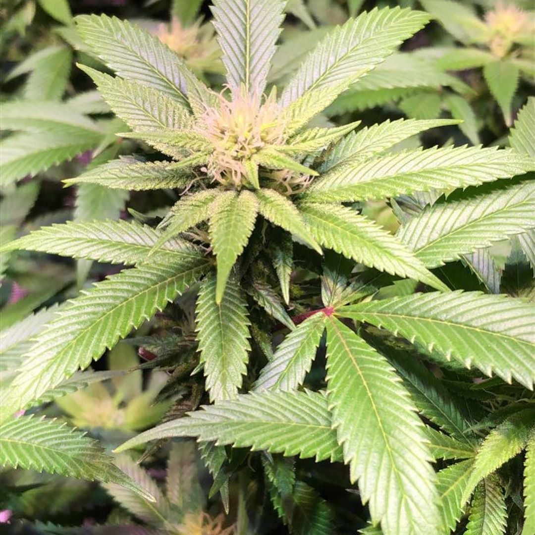 Chocolope Strain Info / Chocolope Weed By Sonoma Seeds GrowDiaries