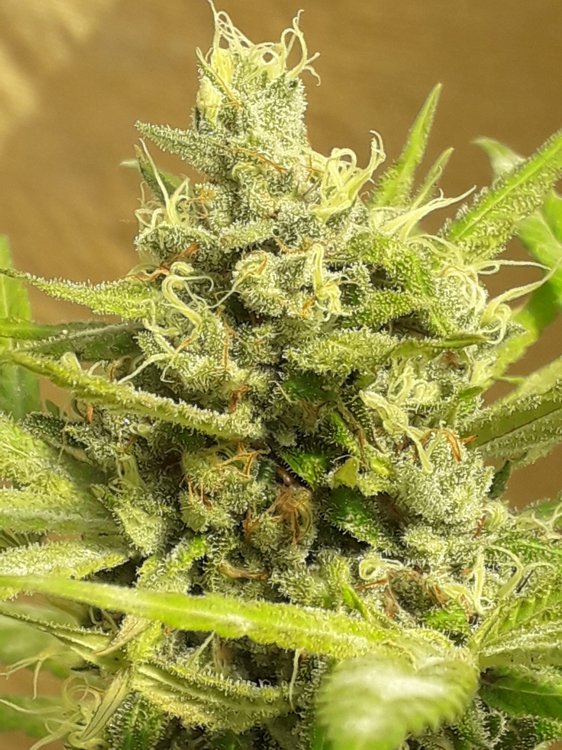 Girl Scout Cookies Auto.