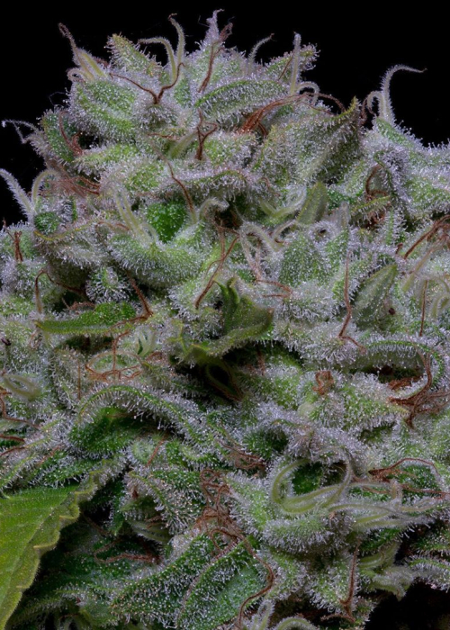 Cookie Dawg Strain Info / Cookie Dawg Weed By Big Head Seeds GrowDiaries