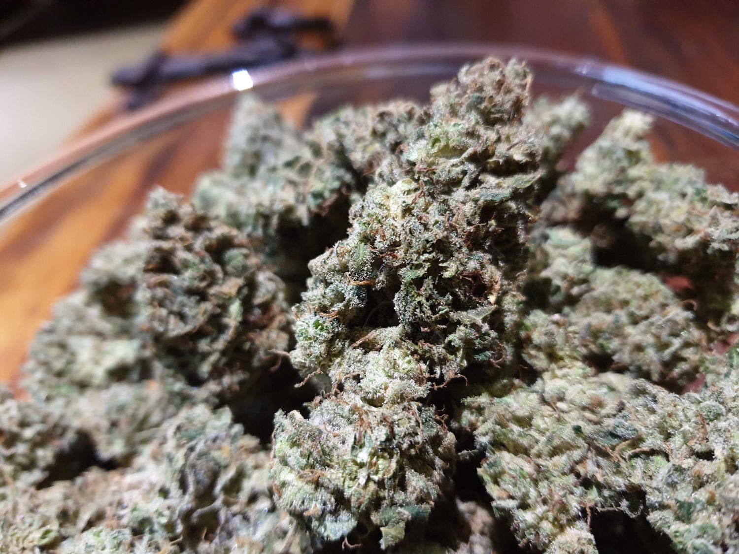 Blue Cheese Auto Strain Info / Blue Cheese Auto Weed By Nirvana GrowDiaries