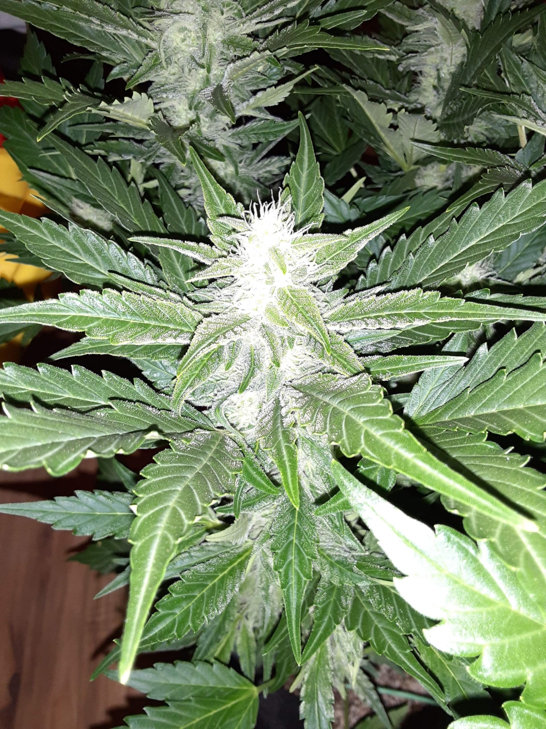 Blue Cheese Auto Strain Info / Blue Cheese Auto Weed By Nirvana GrowDiaries