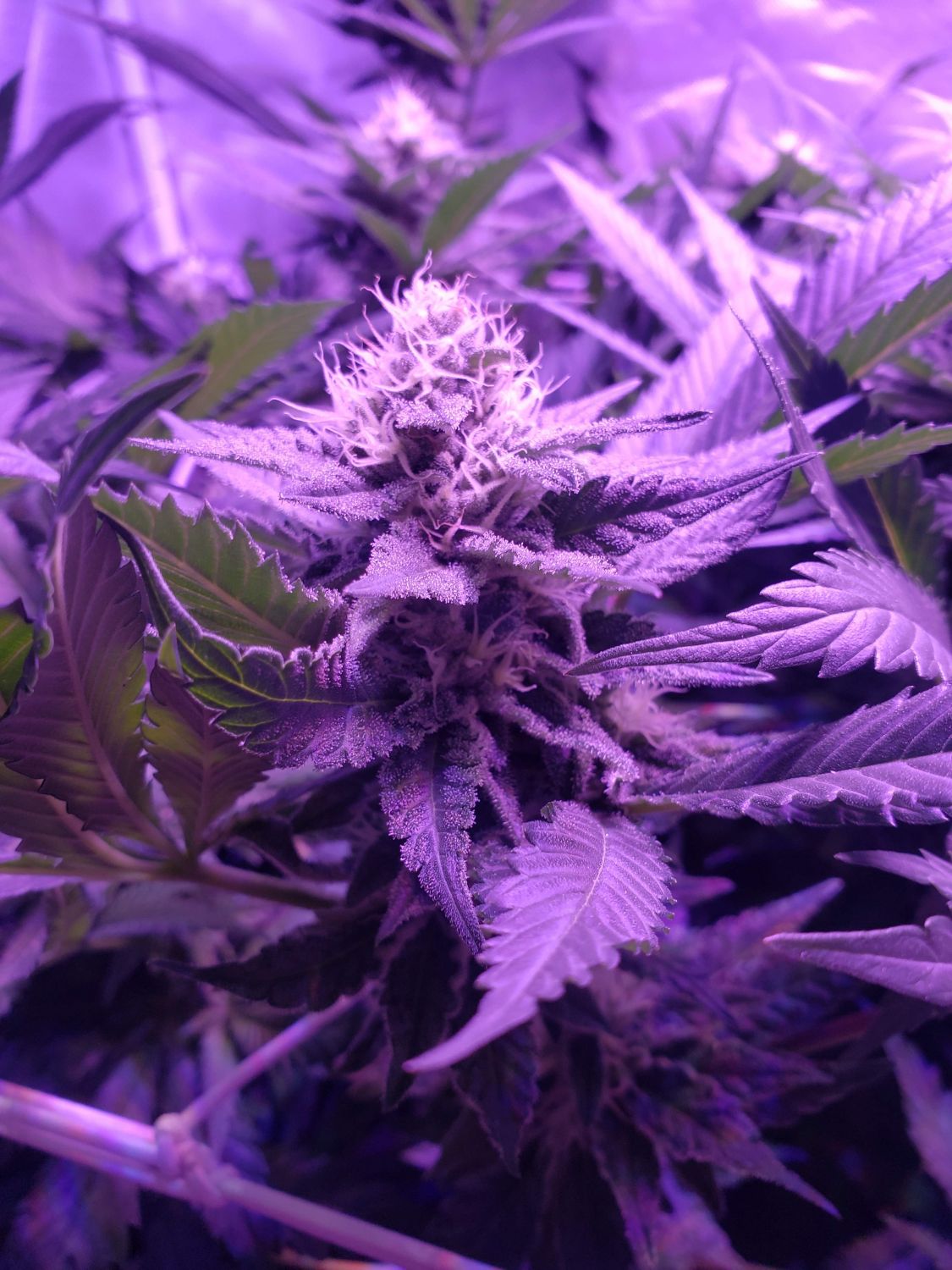 Candy Kush Strain Info / Candy Kush Weed By Nirvana GrowDiaries