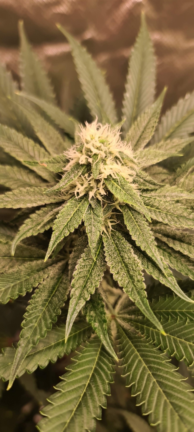 Watermelon Zkittlez x Purple Punch Strain Info / Watermelon Zkittlez x