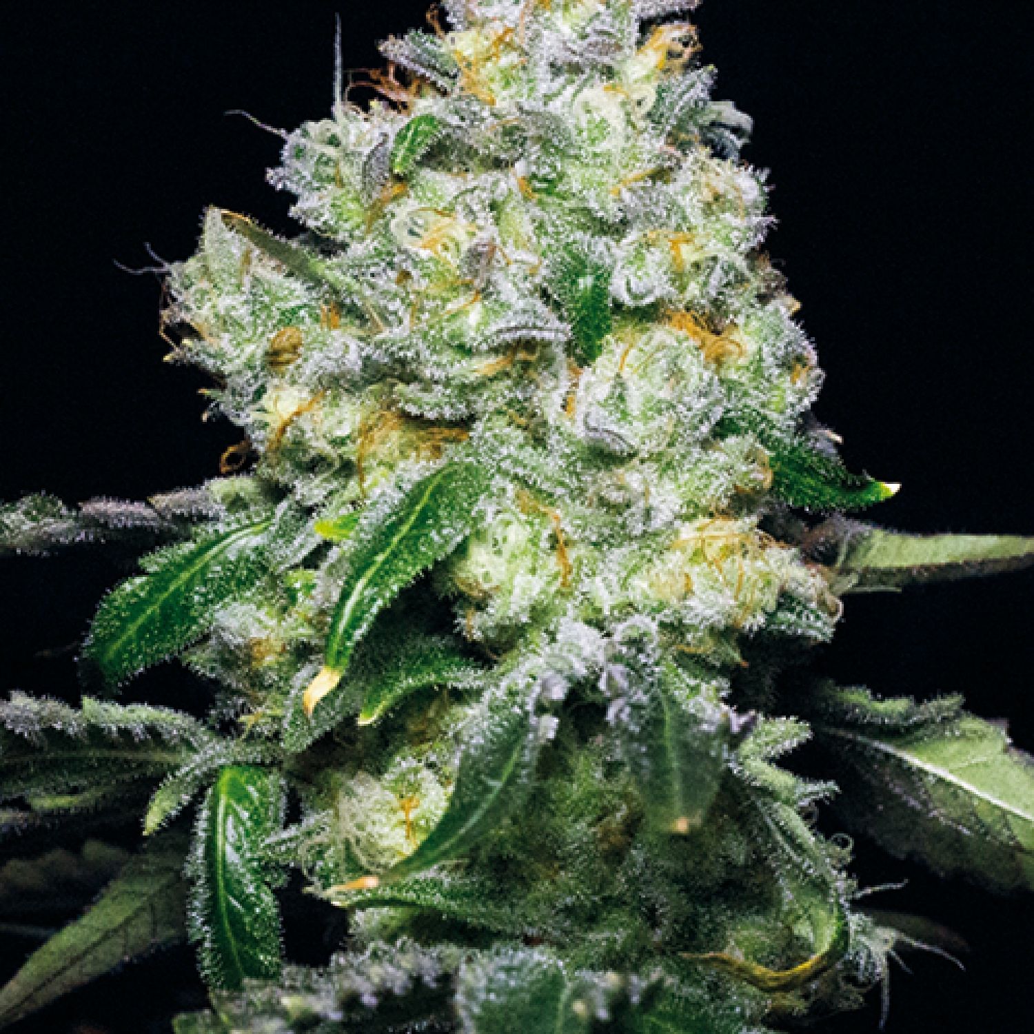 Tropical cookies Strain Info / Tropical cookies Weed By Growers Choice