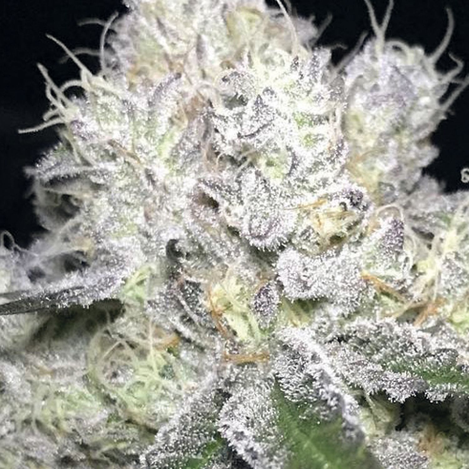 Heavy Hitter Strain Reviews: Girl Scout Cookies, Wedding Cake, and Gelato
