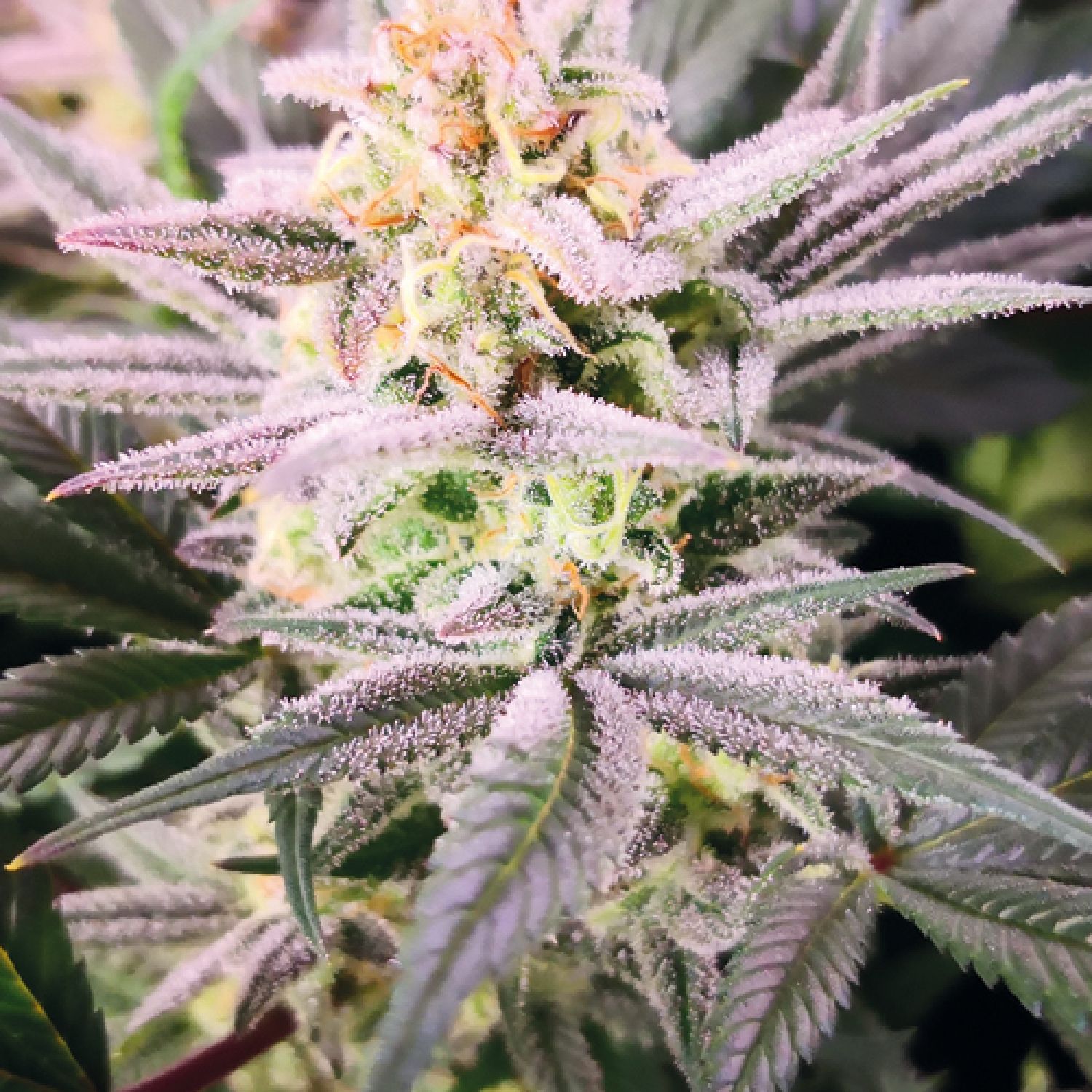 watermelon weddingcake Strain Info / watermelon weddingcake Weed By Growers Choice GrowDiaries