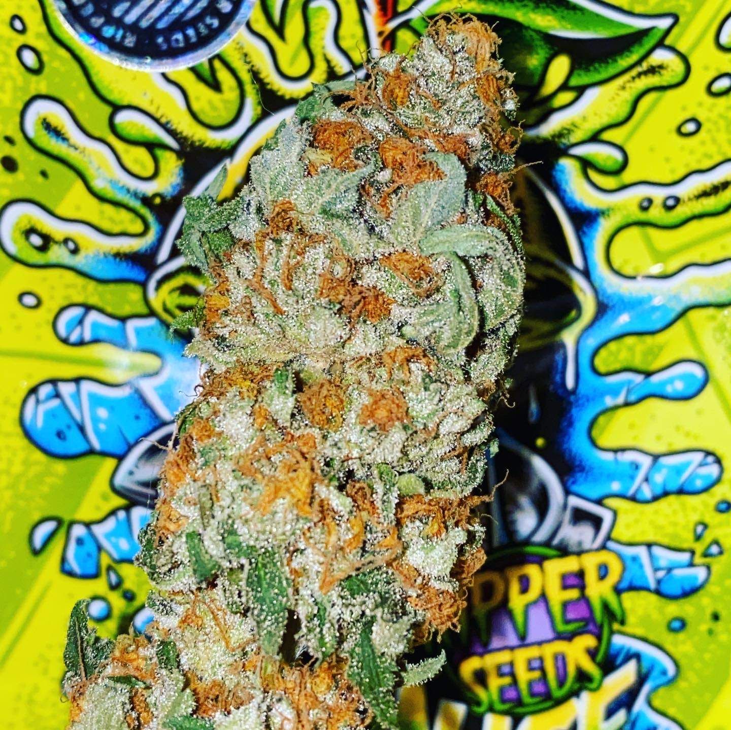 Lemon Ice 2.0 Strain Info / Lemon Ice 2.0 Weed By Ripper Seeds