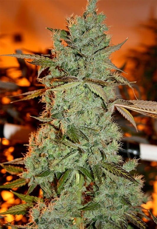 Strawberry Diesel Strain Info / Strawberry Diesel Weed By Sagarmatha