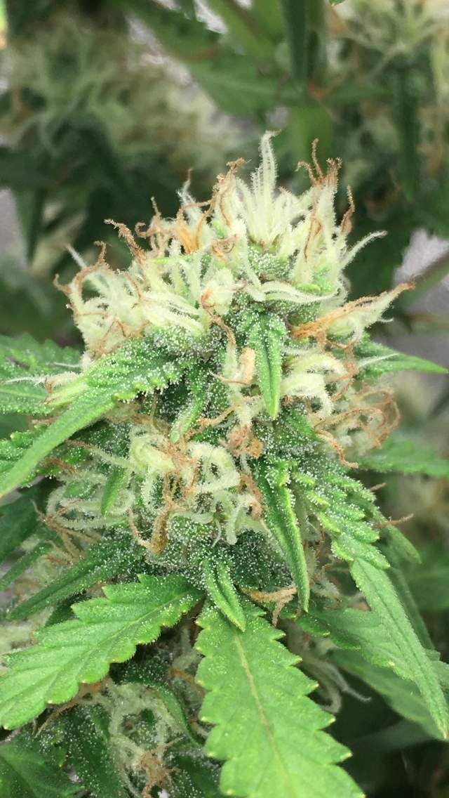 Fruit Cake Autoflower Strain Info / Fruit Cake Autoflower Weed By