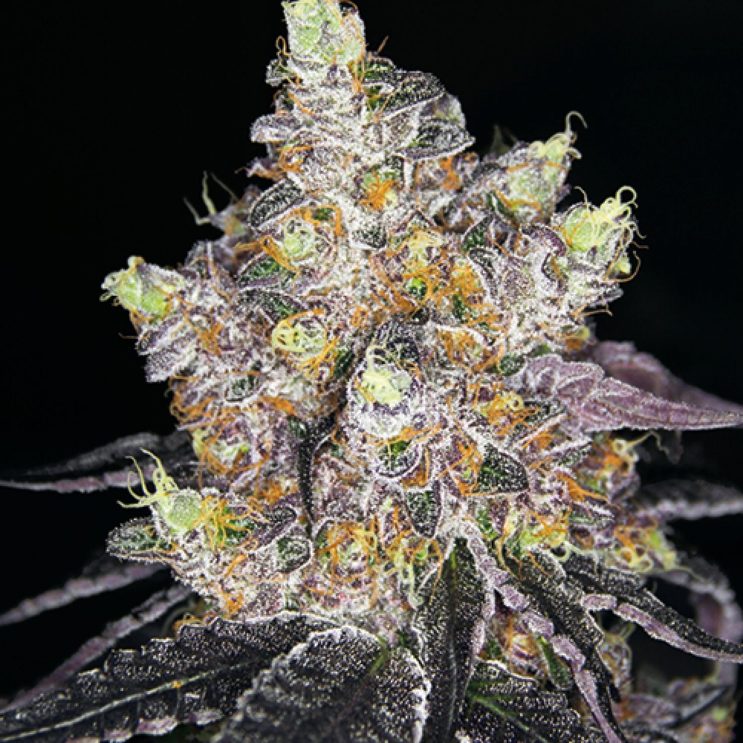 Watermelon punch Auto Strain Info / Watermelon punch Auto Weed By