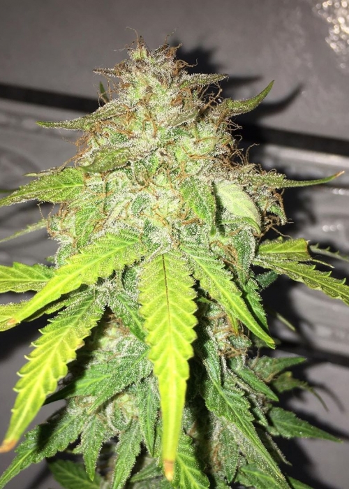 BSF Seeds: strains rating - GrowDiaries