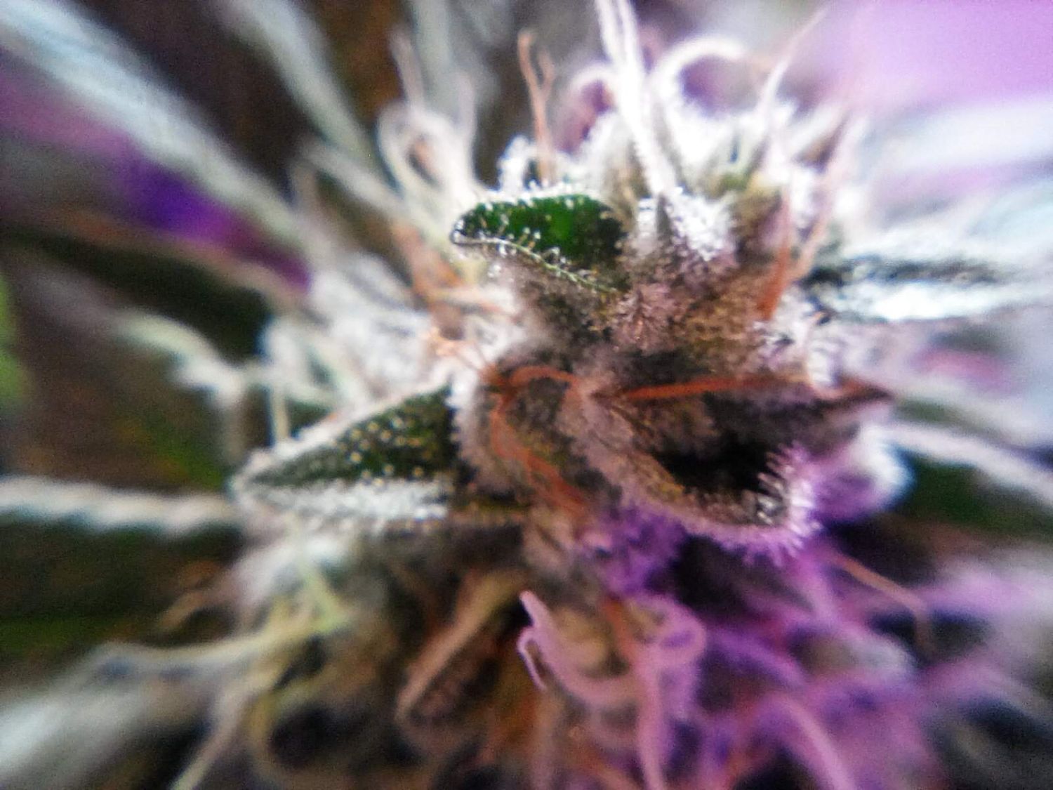 Black Widow / I49 Seed Bank strain info - GrowDiaries