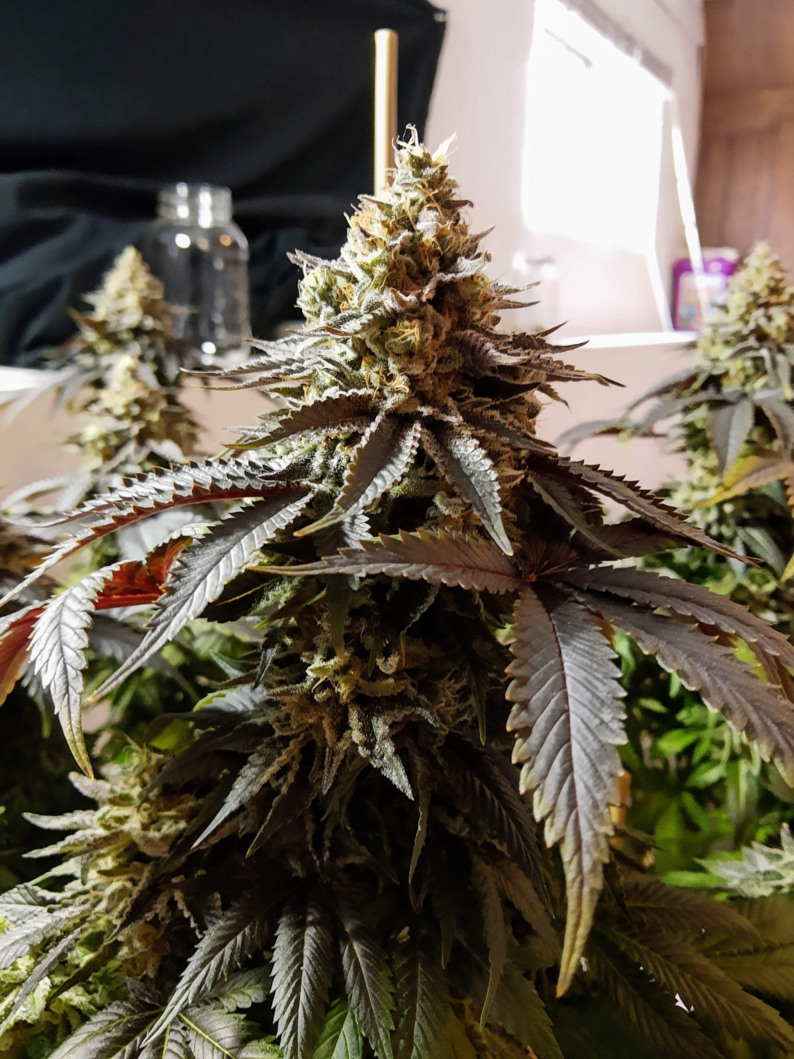 Stracciatella Do-Si-Dos X SBC - Feminized Marijuana Seeds