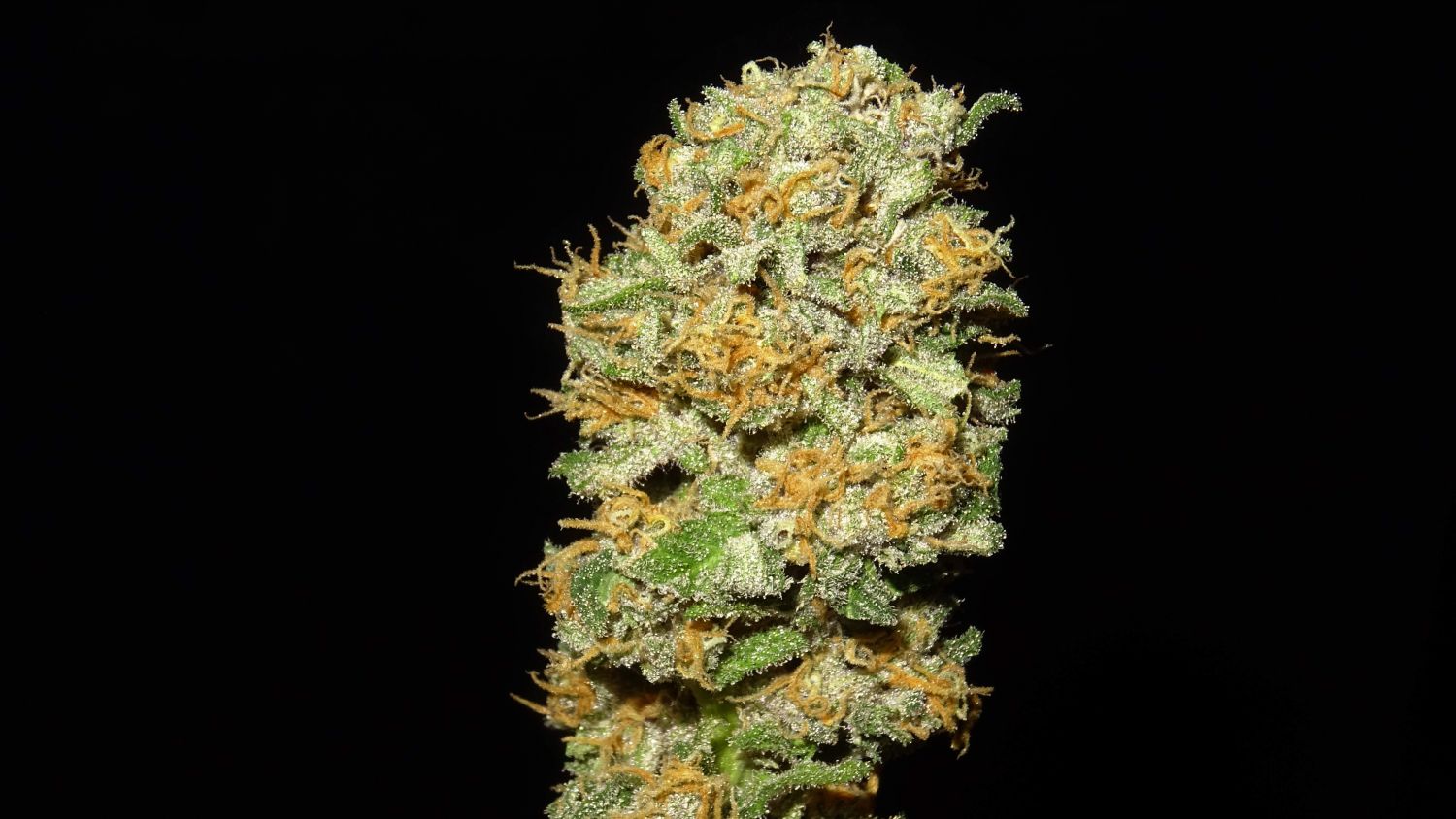 Blackberry cake Strain Info / Blackberry cake Weed By Sensi Seeds