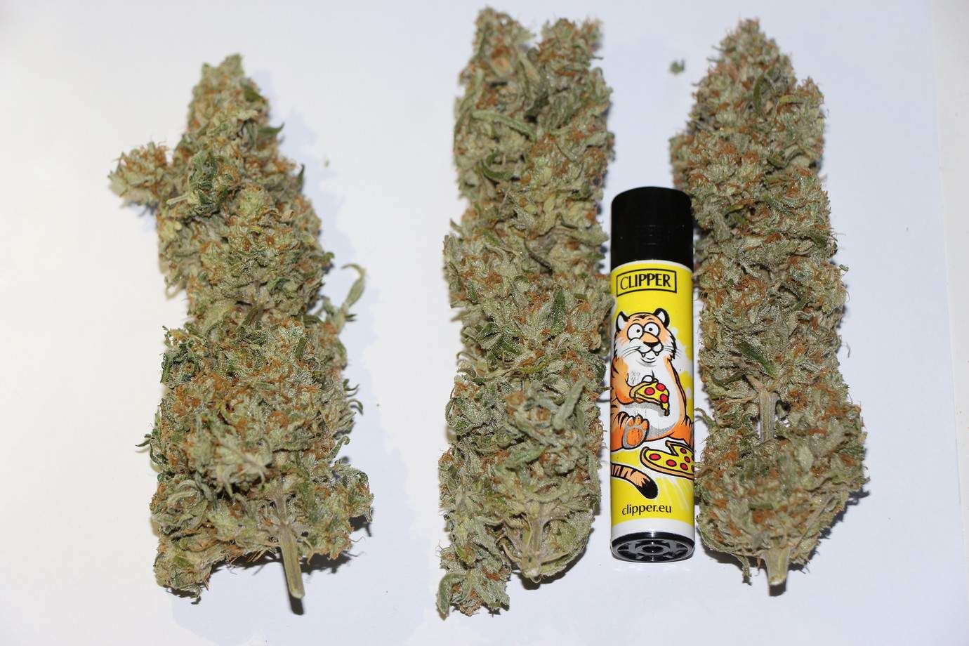 Buttercream Gelato Strain Info / Buttercream Gelato Weed By Sensi Seeds GrowDiaries