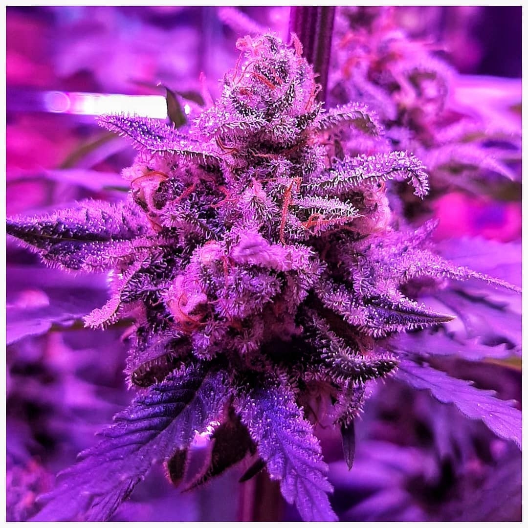 Special Larry OG feeding