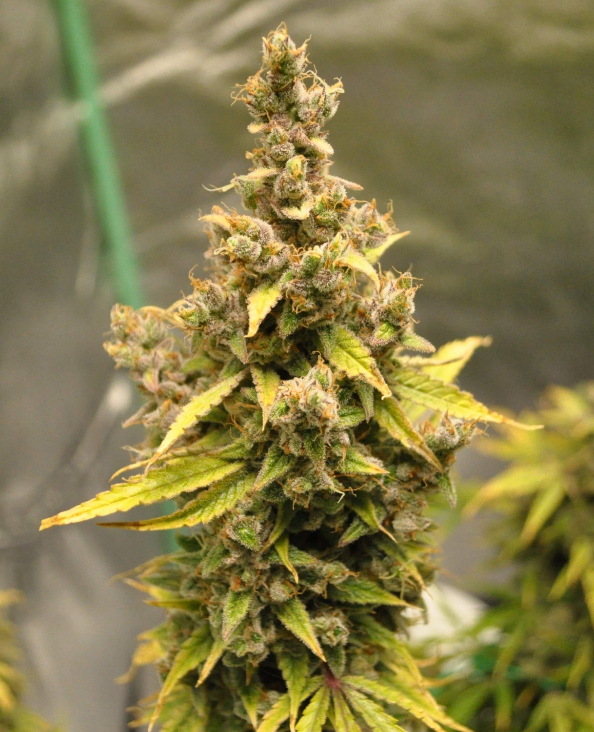 Cream Autoflowering Strain Info / Cream Autoflowering Weed By Growers