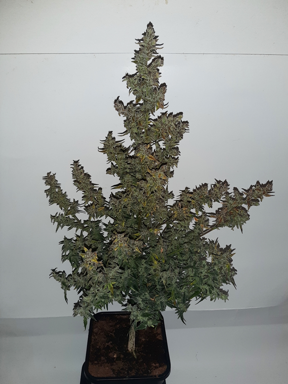 Xmas Tree Automatic Strain Info / Xmas Tree Automatic Weed By Club Riot